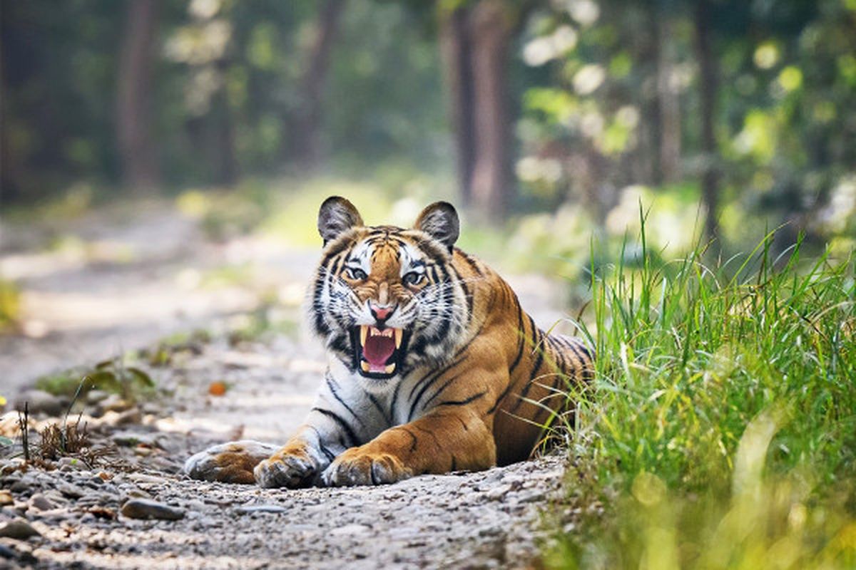 Bardiya National Park, Nepal: The Ultimate Wildlife Safari Destination in the Heart of the Terai