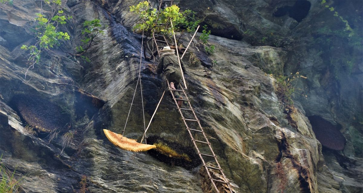 Mad Honey Hunting in Chamche, Nepal: A Rare Cultural Adventure in the Himalayas