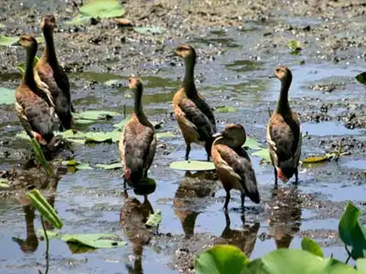 Koshi Tappu Wildlife Reserve: Nepal's Birdwatcher's Paradise of the East
