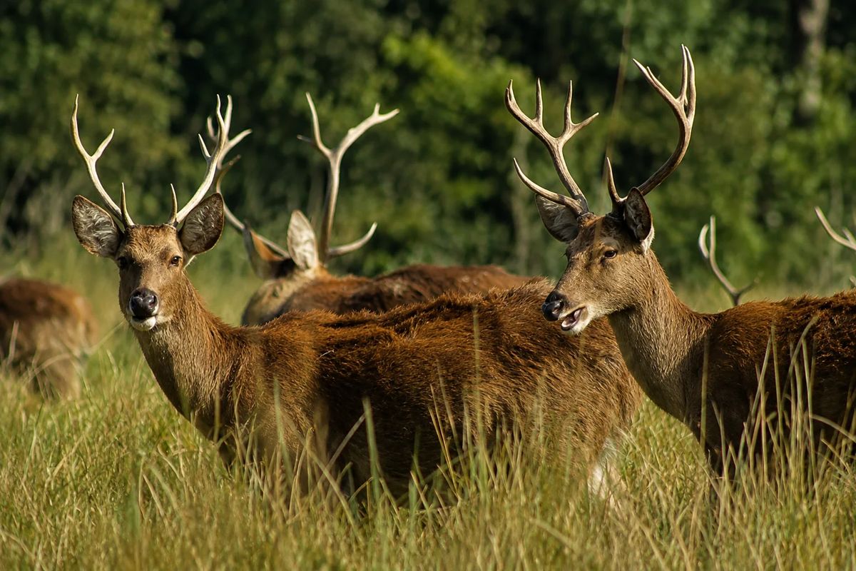 Shuklaphanta Wildlife Tour: Best Safari & Wildlife Experience in Nepal