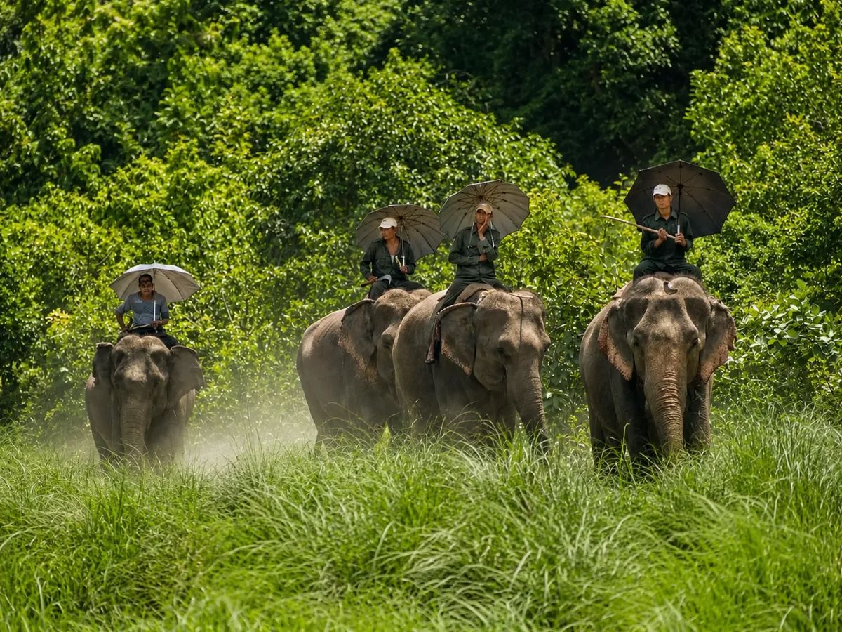 Shuklaphanta Wildlife Tour: Best Safari & Wildlife Experience in Nepal