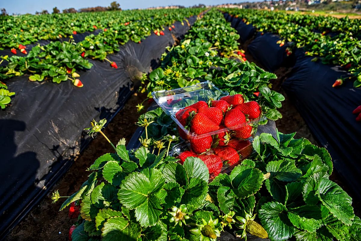 Kathmandu to Kakani Nature Tour with Waterfall, Strawberry Farm and Sunset