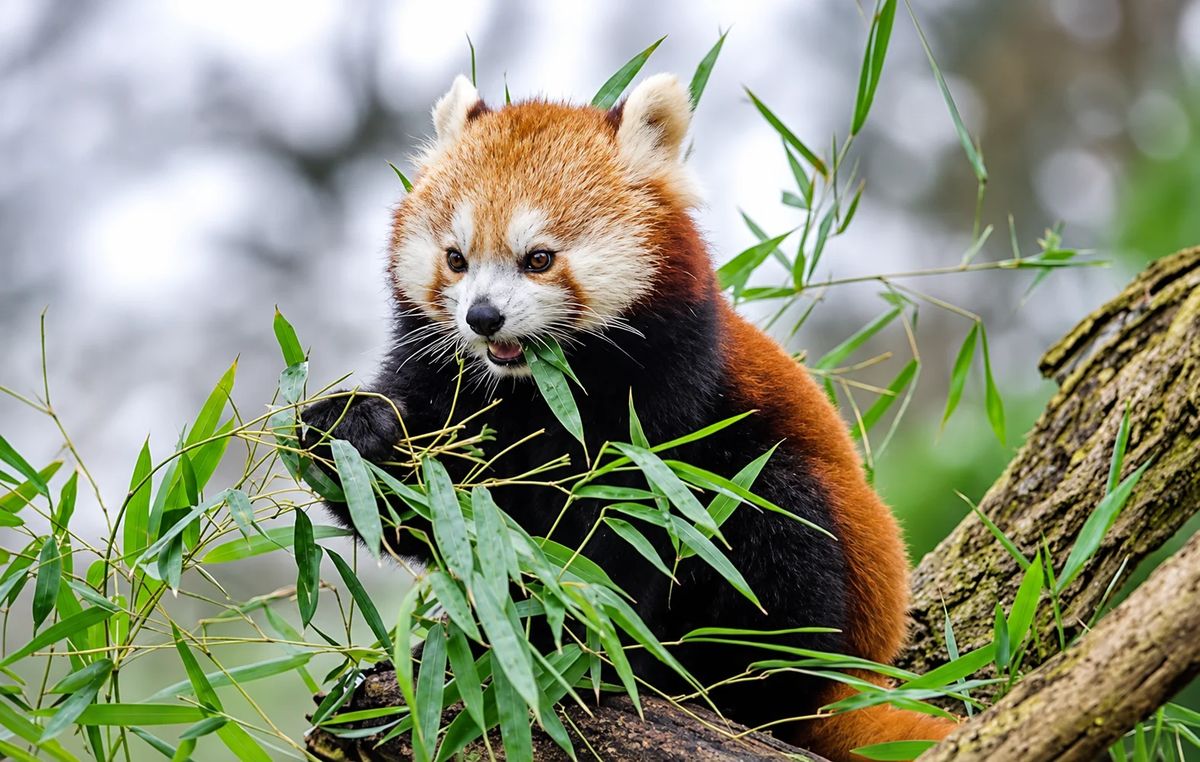 Red Panda Photography Tour in Langtang National Park - 5 Days