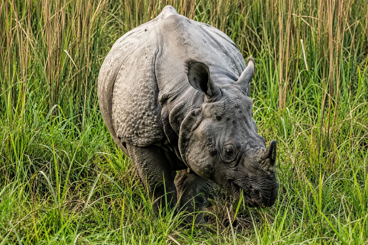 Royal Bengal Tiger & One-Horned Rhino Photography Tour in Bardia National Park