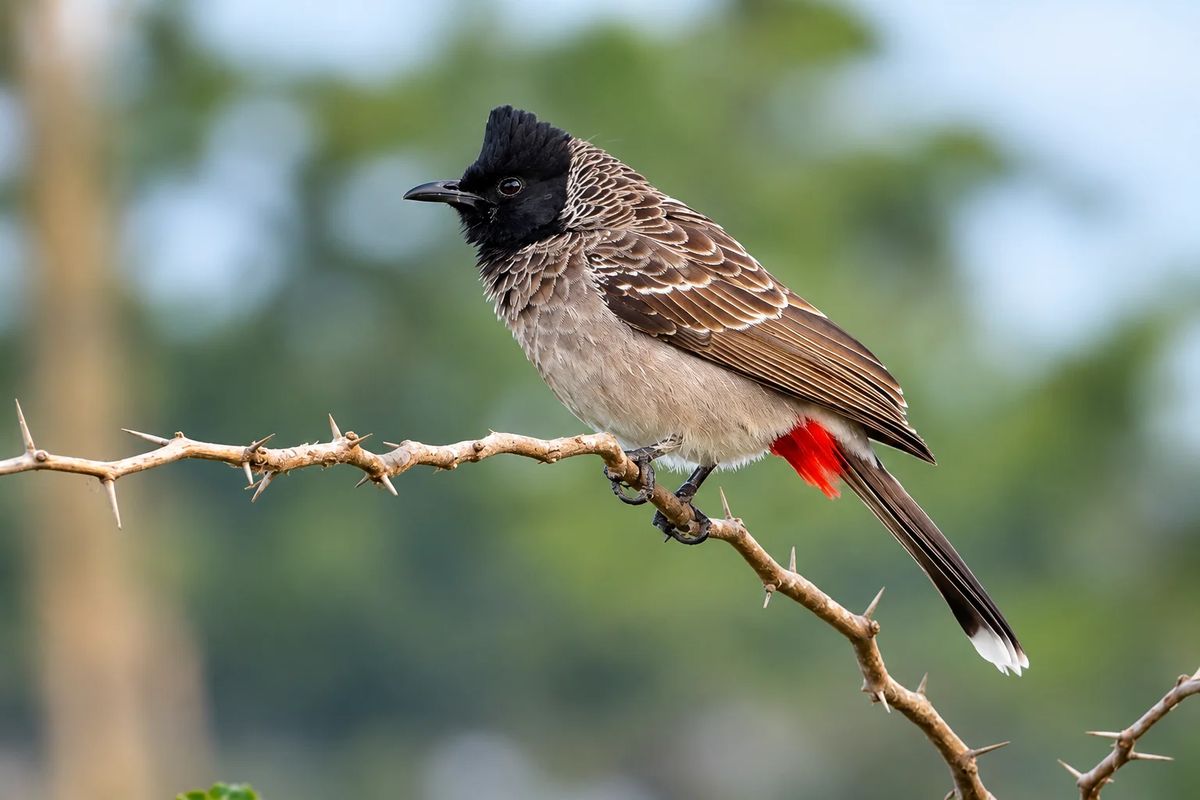 Shivapuri & Chisapani Ramsar Bird Photography Tour - 4 Days