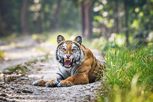 Bardiya National Park, Nepal: The Ultimate Wildlife Safari Destination in the Heart of the Terai