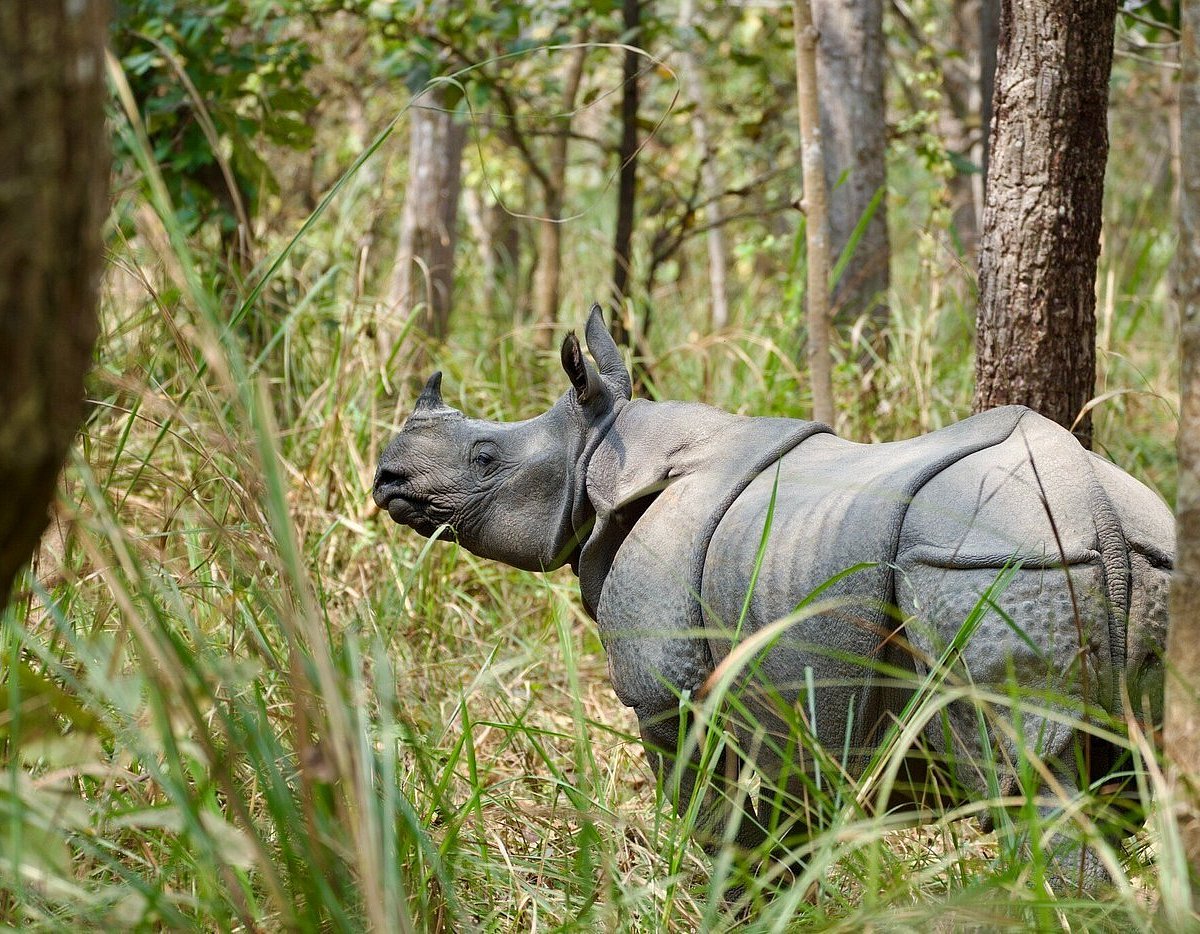 https://dynamic-media-cdn.tripadvisor.com/media/photo-o/2d/77/9b/63/one-horn-rhino-in-chitwan.jpg?h=1200&s=1&w=1200